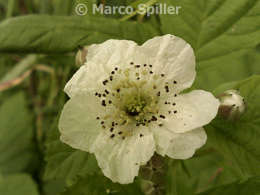 Rubus sp.